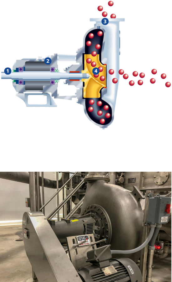 Pompes pour le transfert hydraulique de légumes